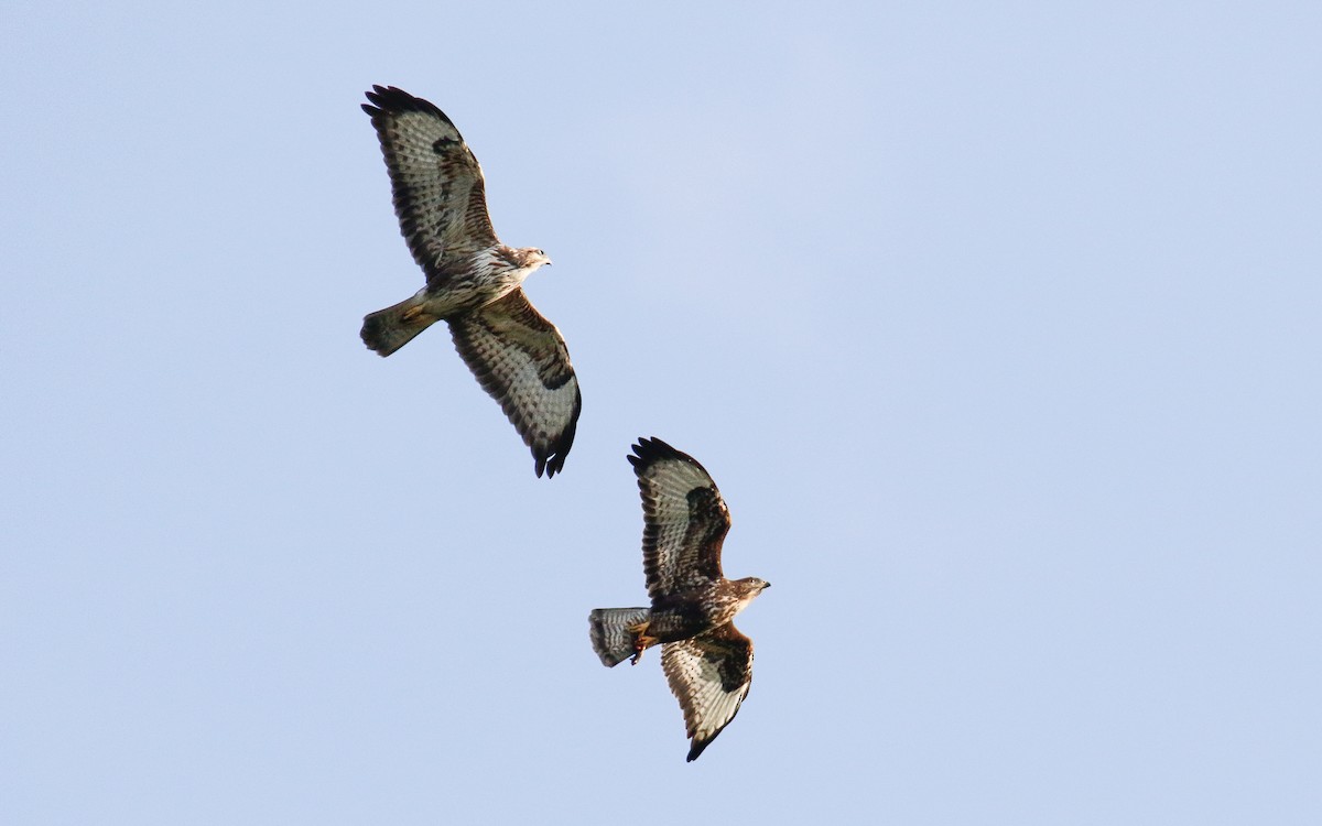 Buse variable (rothschildi) - ML631500053