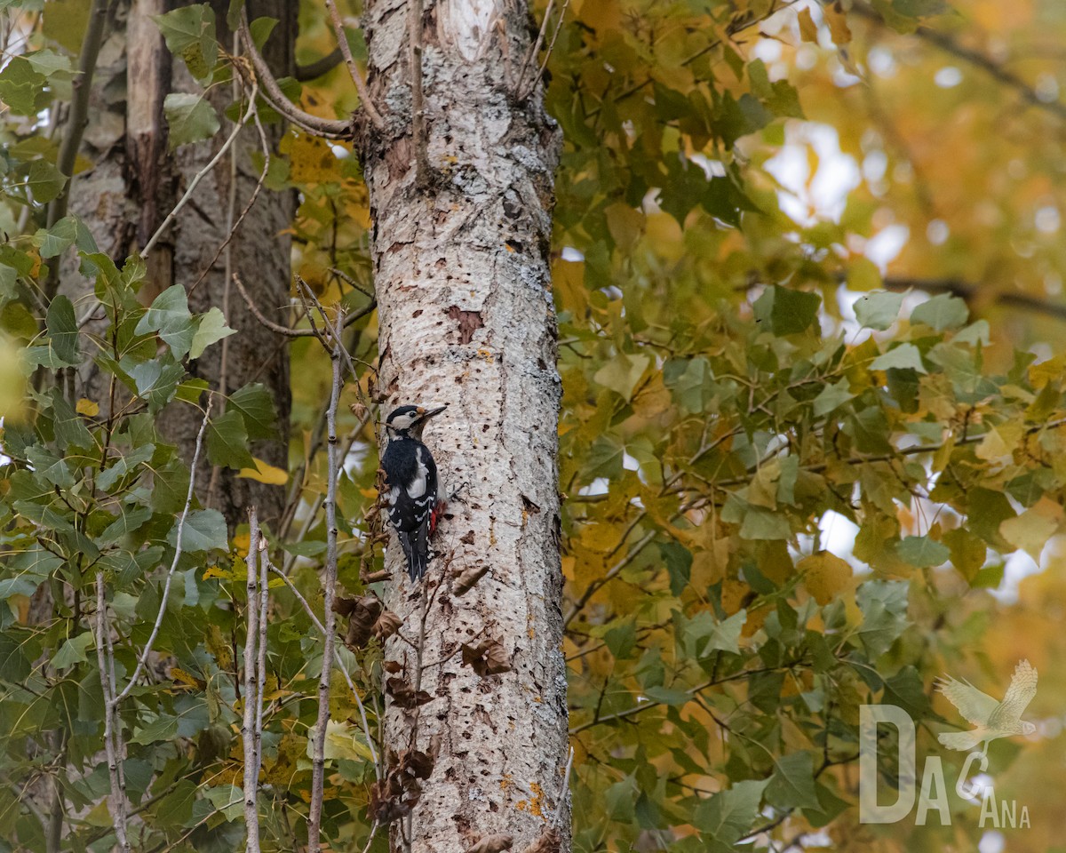Great Spotted Woodpecker - ML631500479