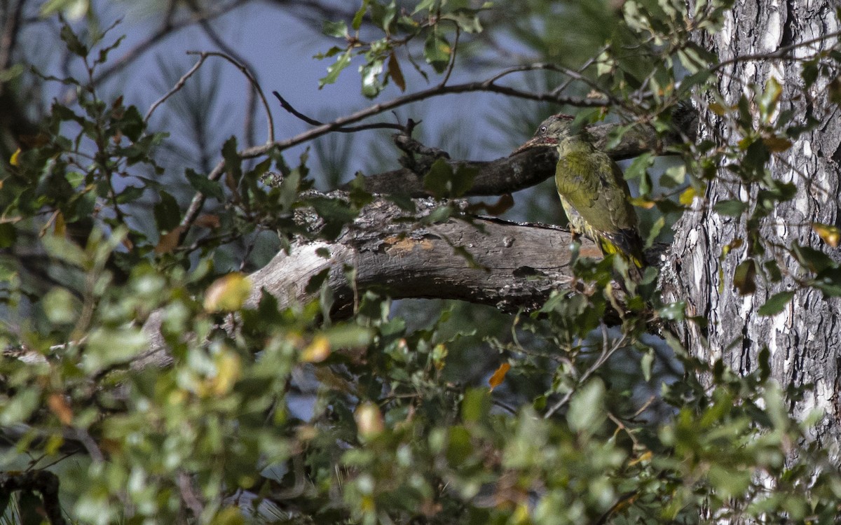 Iberian Green Woodpecker - ML631500673