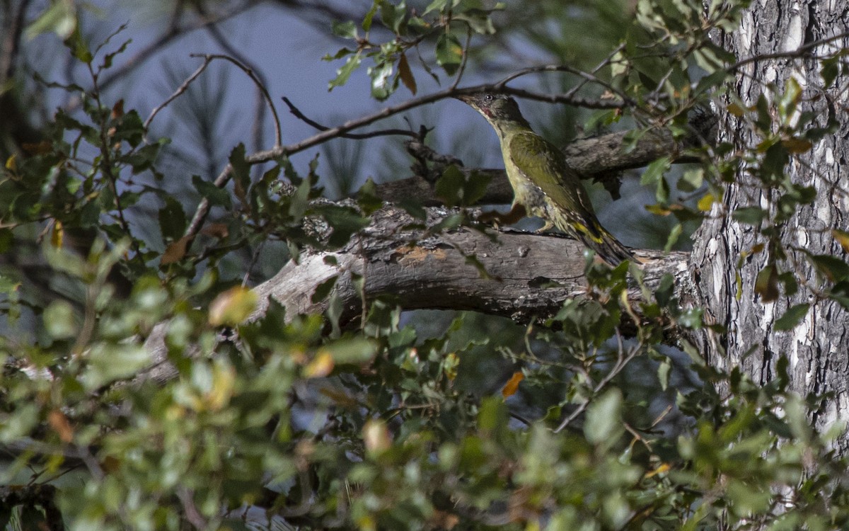 Iberian Green Woodpecker - ML631500676