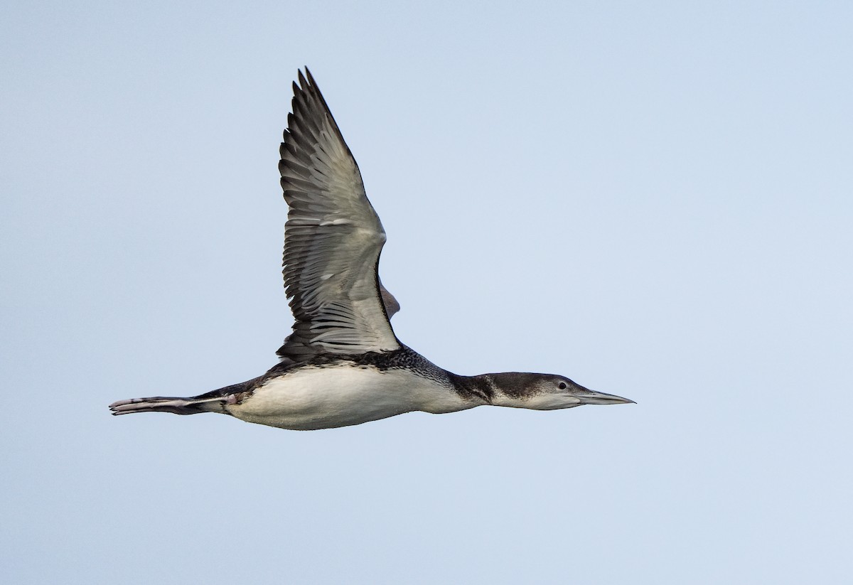 Common Loon - ML631500687