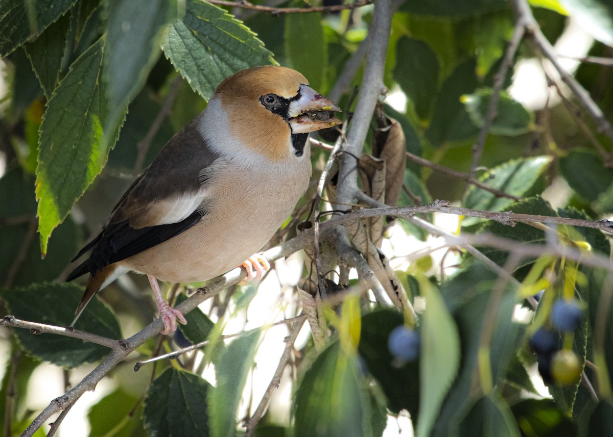 Hawfinch - ML631500695