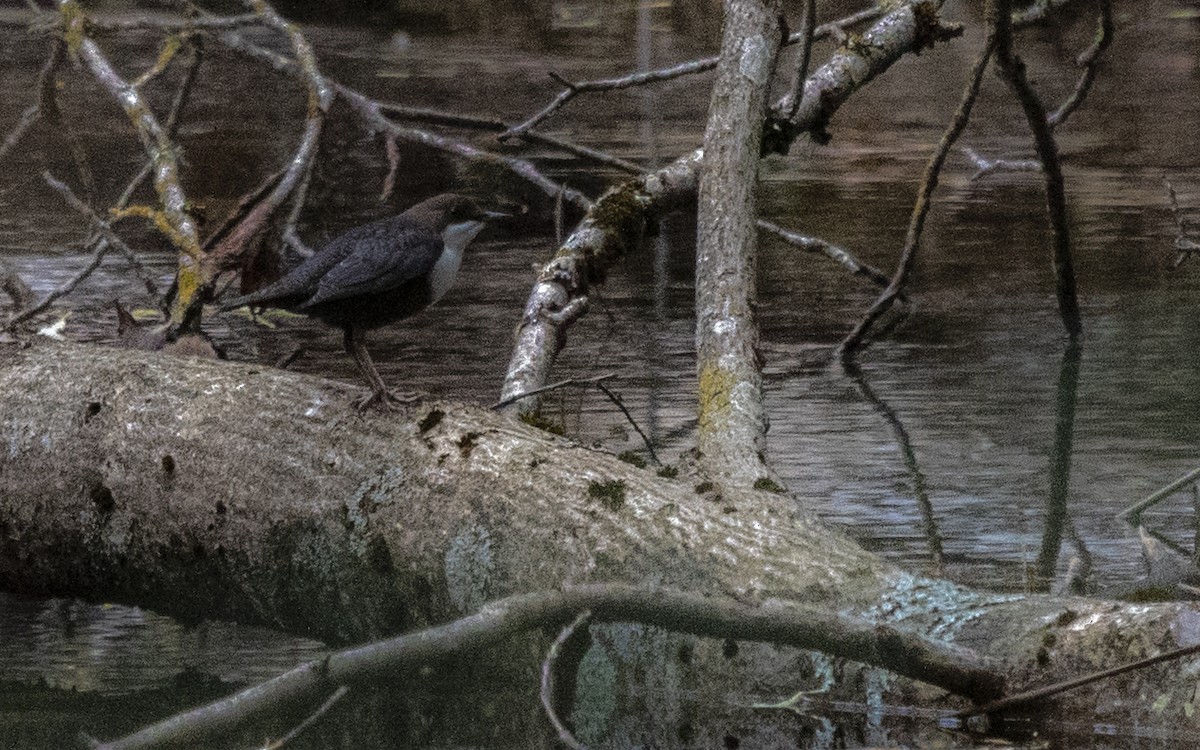 White-throated Dipper - ML631500774