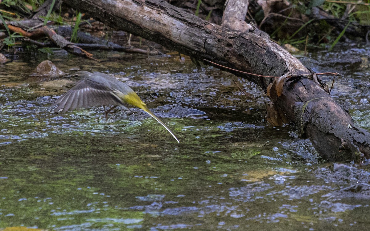 Gray Wagtail - ML631500778