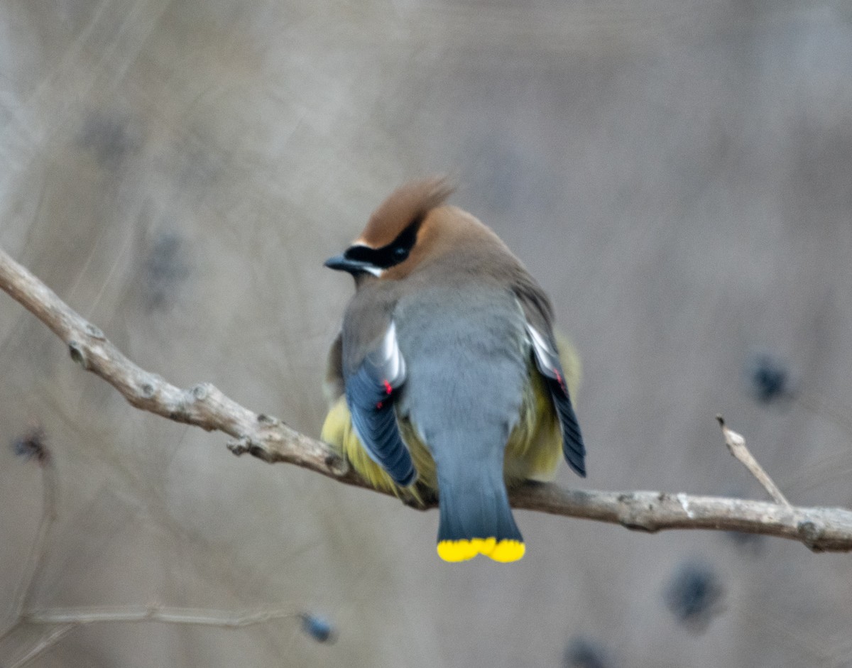 Cedar Waxwing - ML631500806