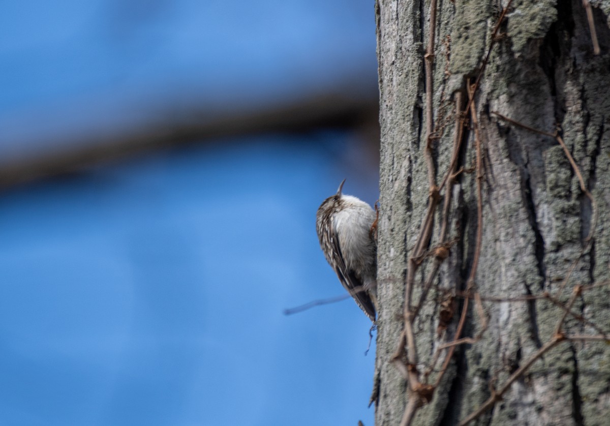 Brown Creeper - ML631500865