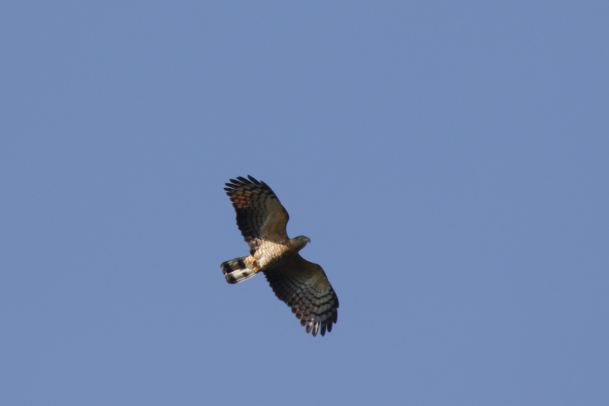 Hook-billed Kite (Grenada) - ML631500997