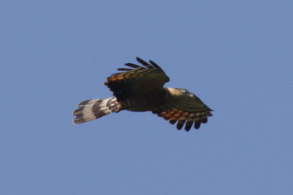 Hook-billed Kite (Grenada) - ML631500998