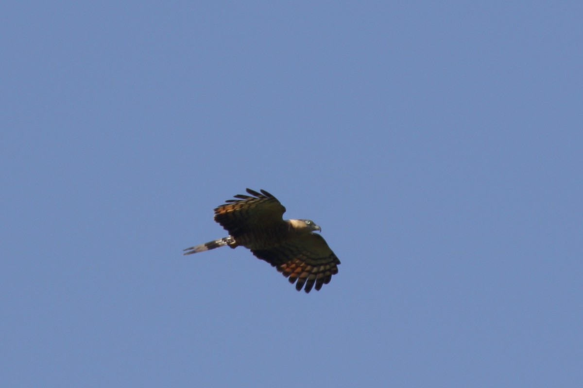 Hook-billed Kite (Grenada) - ML631501000