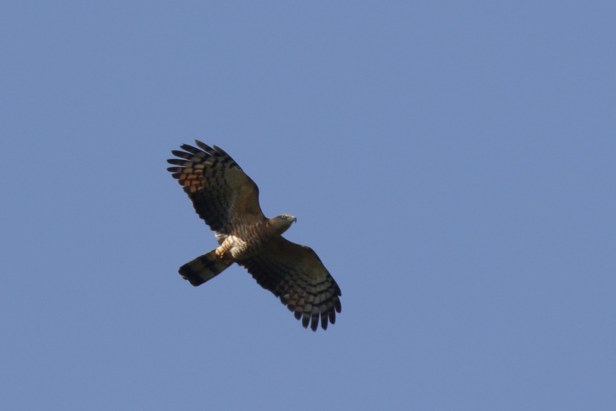 Hook-billed Kite (Grenada) - ML631501001