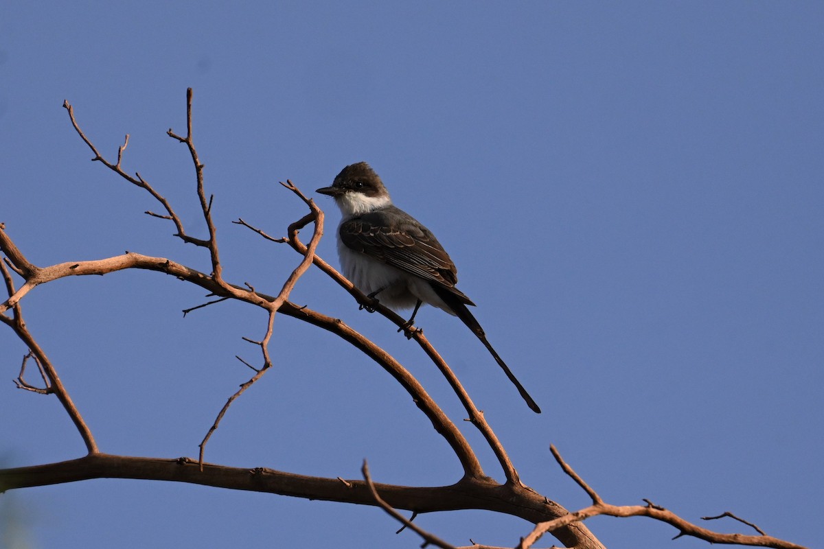 Fork-tailed Flycatcher - ML631501185