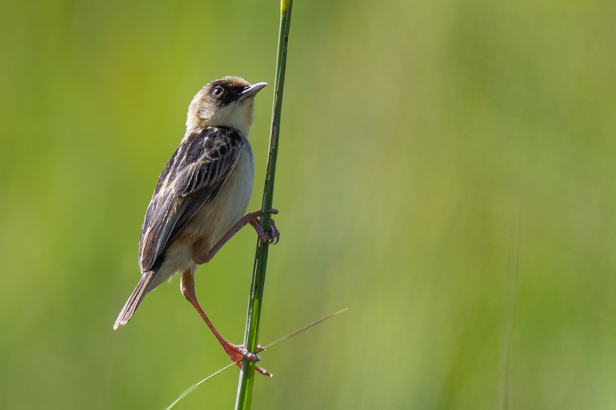 Pale-crowned Cisticola - ML631501590