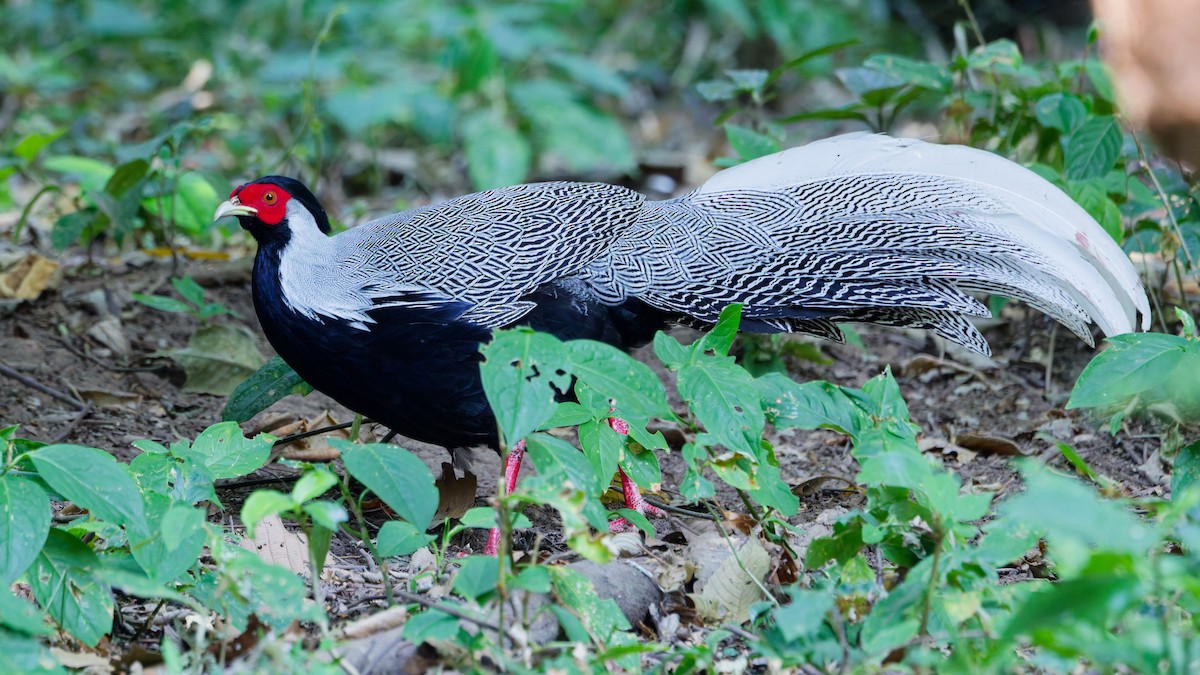 白鷴 - ML631501598