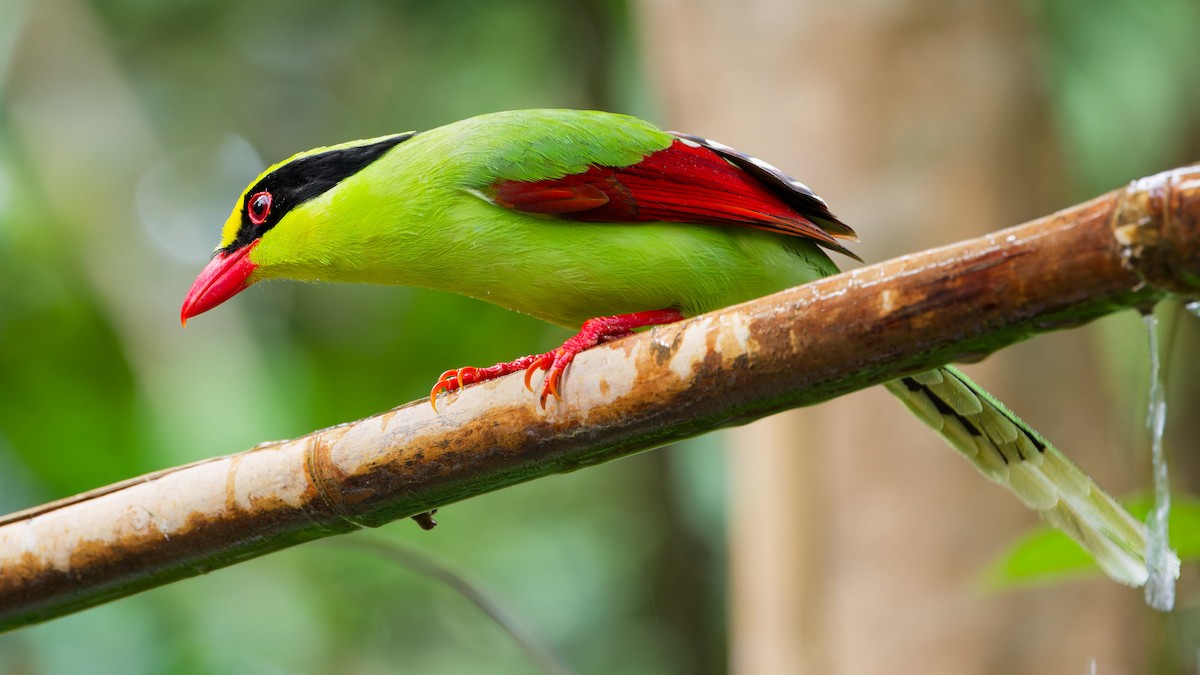 Common Green-Magpie - ML631501618