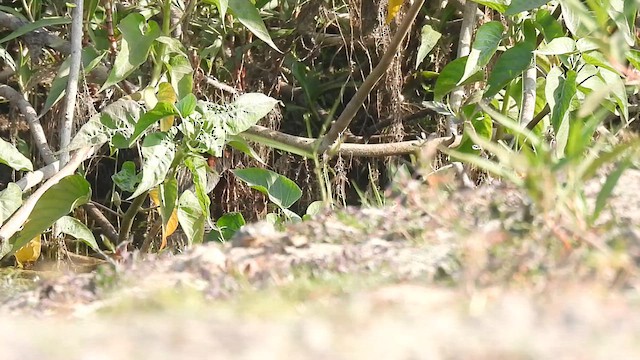 Slaty-breasted Rail - ML631501621