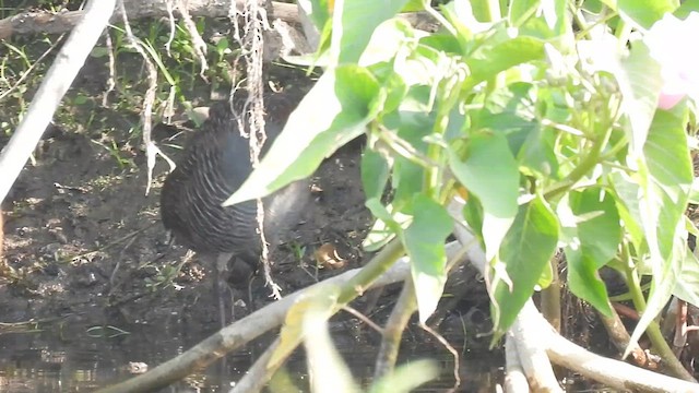 Slaty-breasted Rail - ML631501626