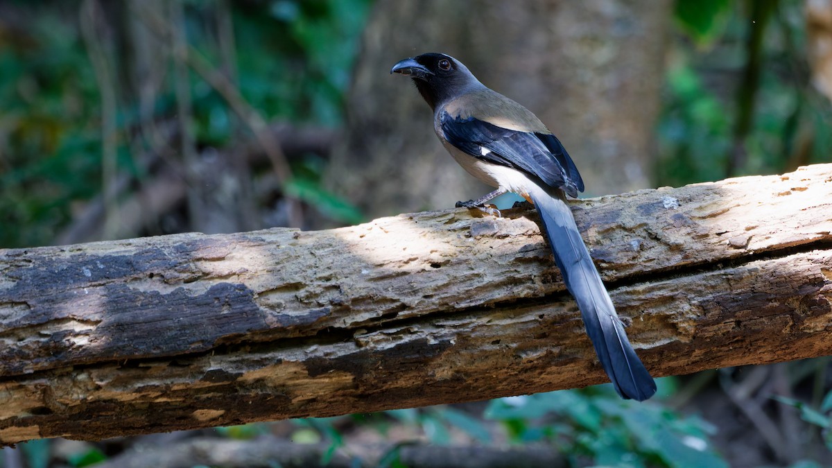 樹鵲 - ML631501637