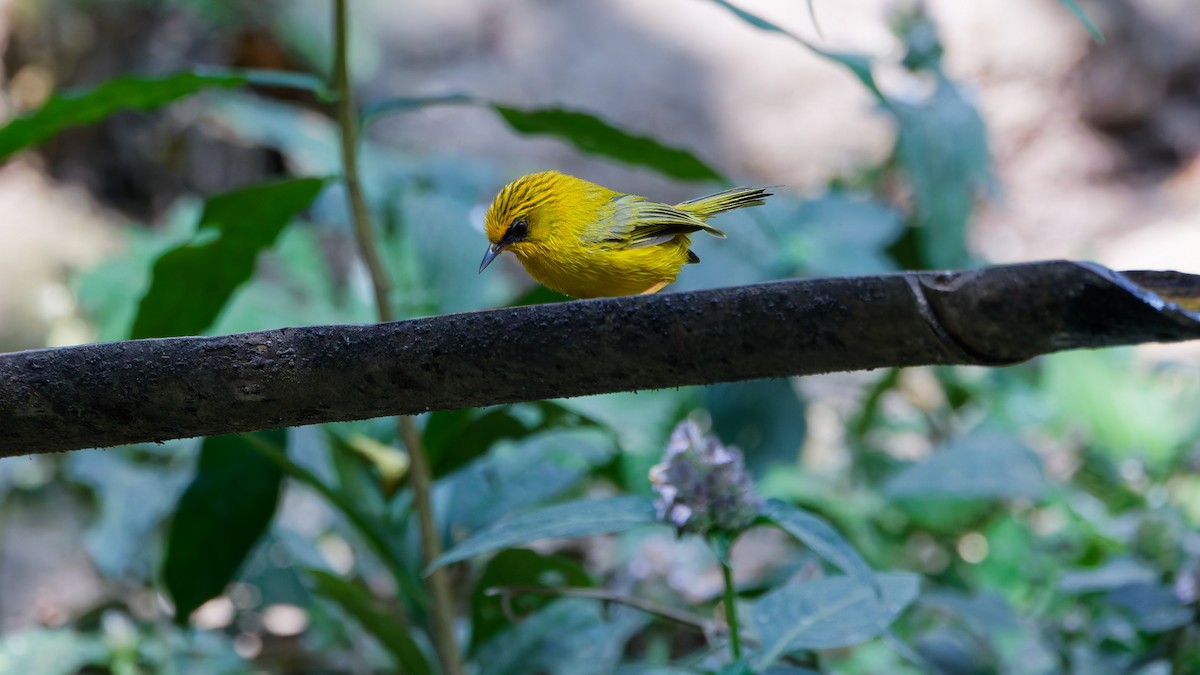 Golden Babbler - ML631501656