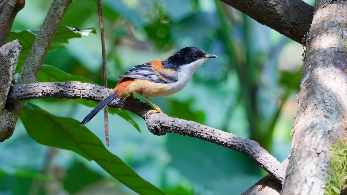 Rufous-backed Sibia - ML631501672