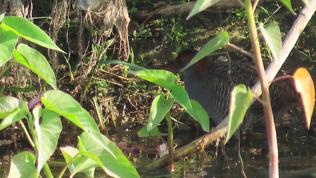 Slaty-breasted Rail - ML631501673