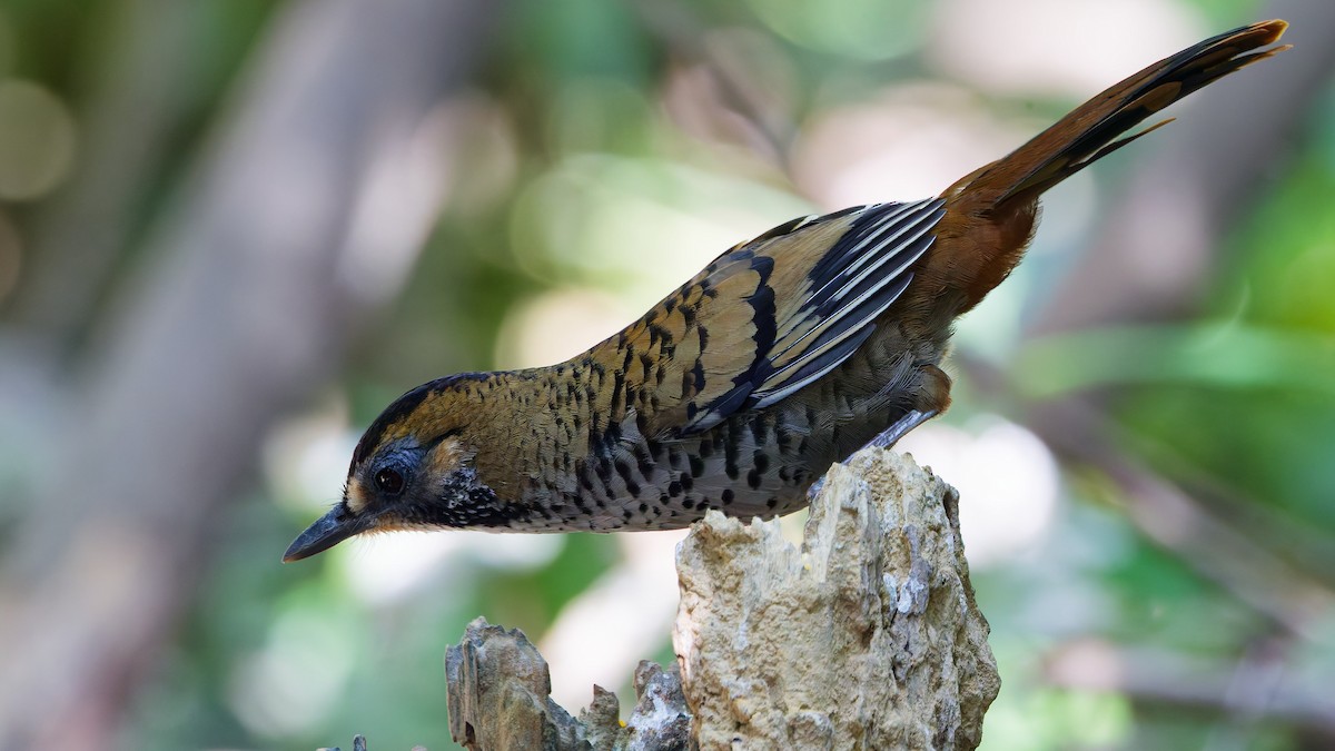 Rufous-chinned Laughingthrush - ML631501696