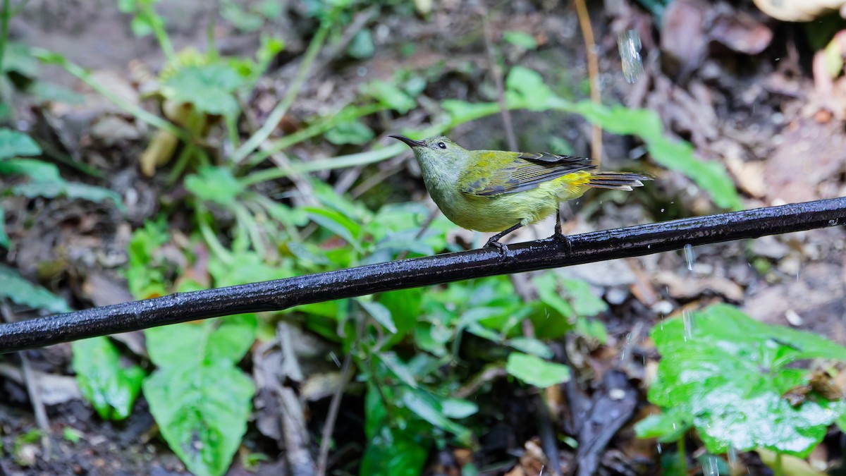 Fire-tailed Sunbird - ML631501727