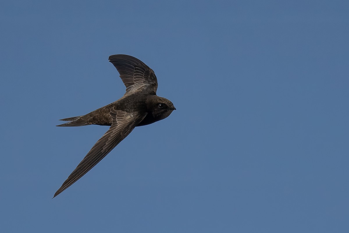 African Swift (African) - ML631501729