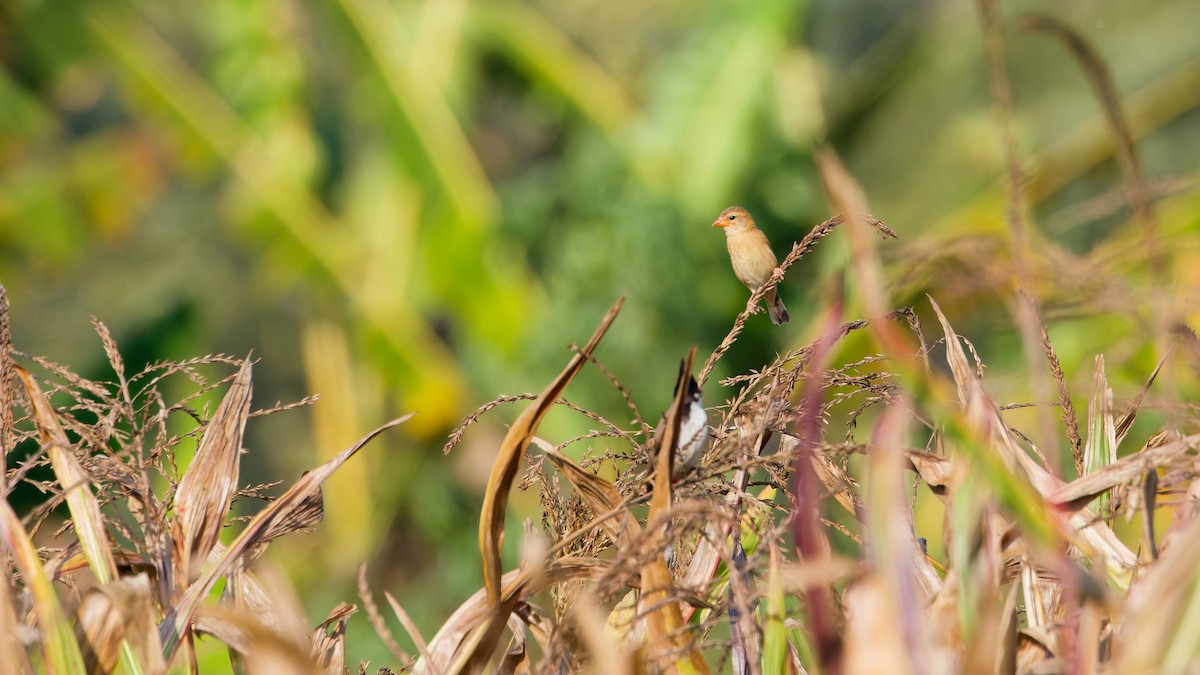 Baya Weaver - ML631501732