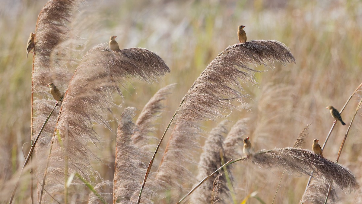 Baya Weaver - ML631501738