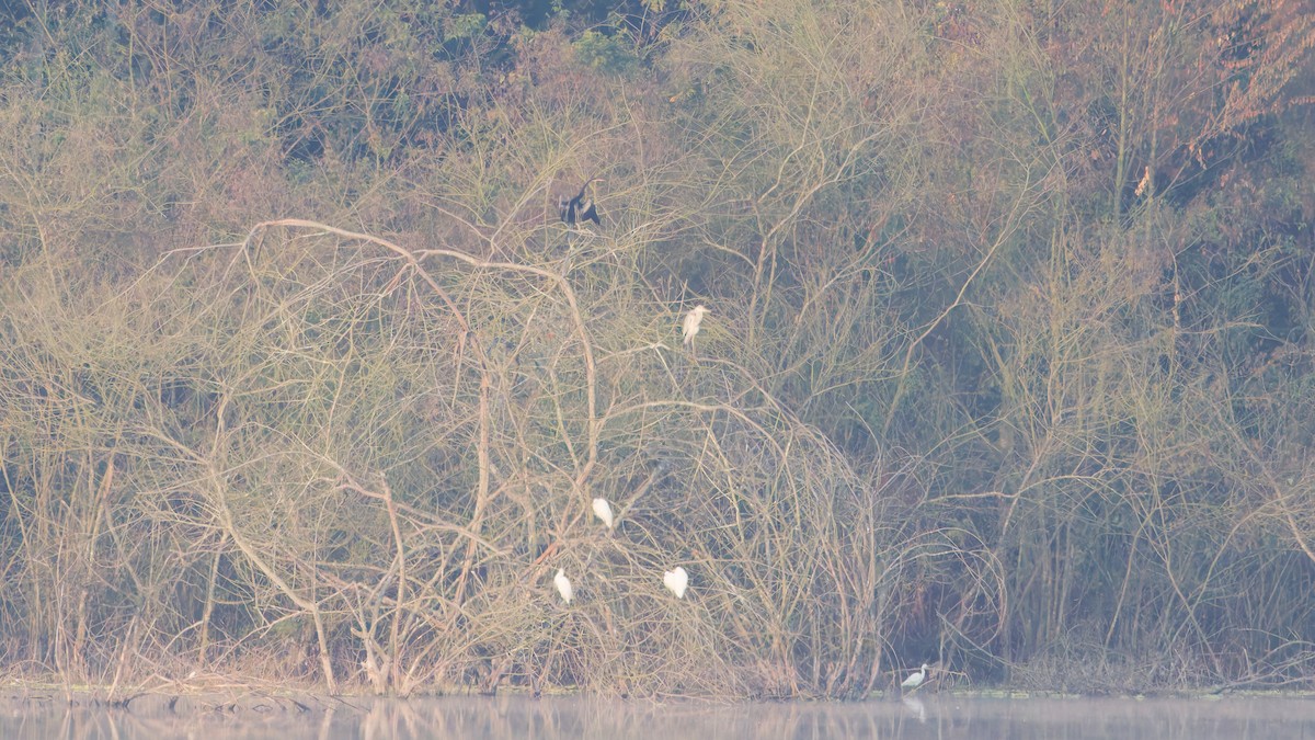 Oriental Darter - ML631501854