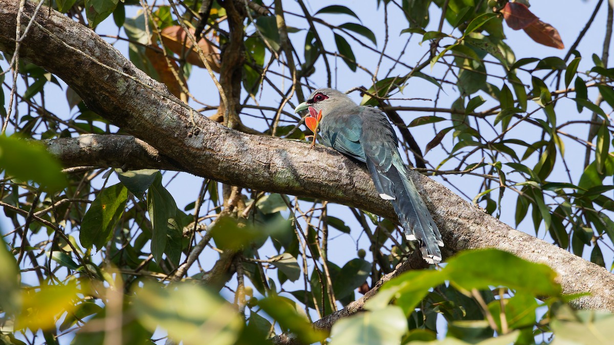 Green-billed Malkoha - ML631501902