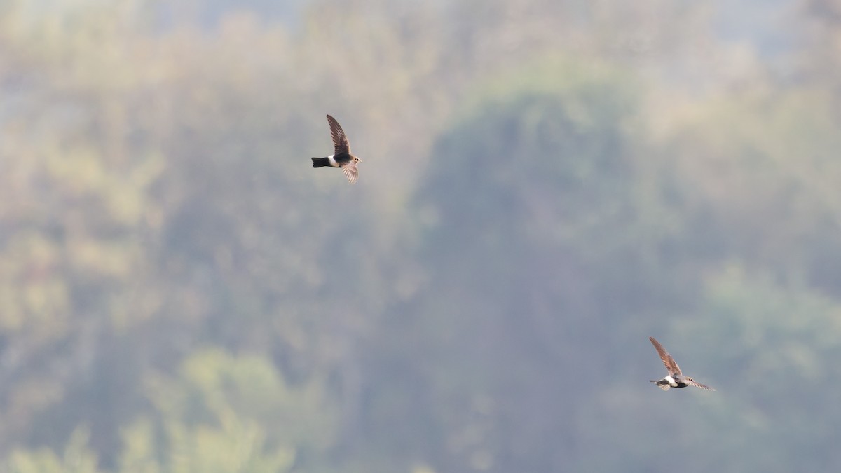 小雨燕 - ML631501906