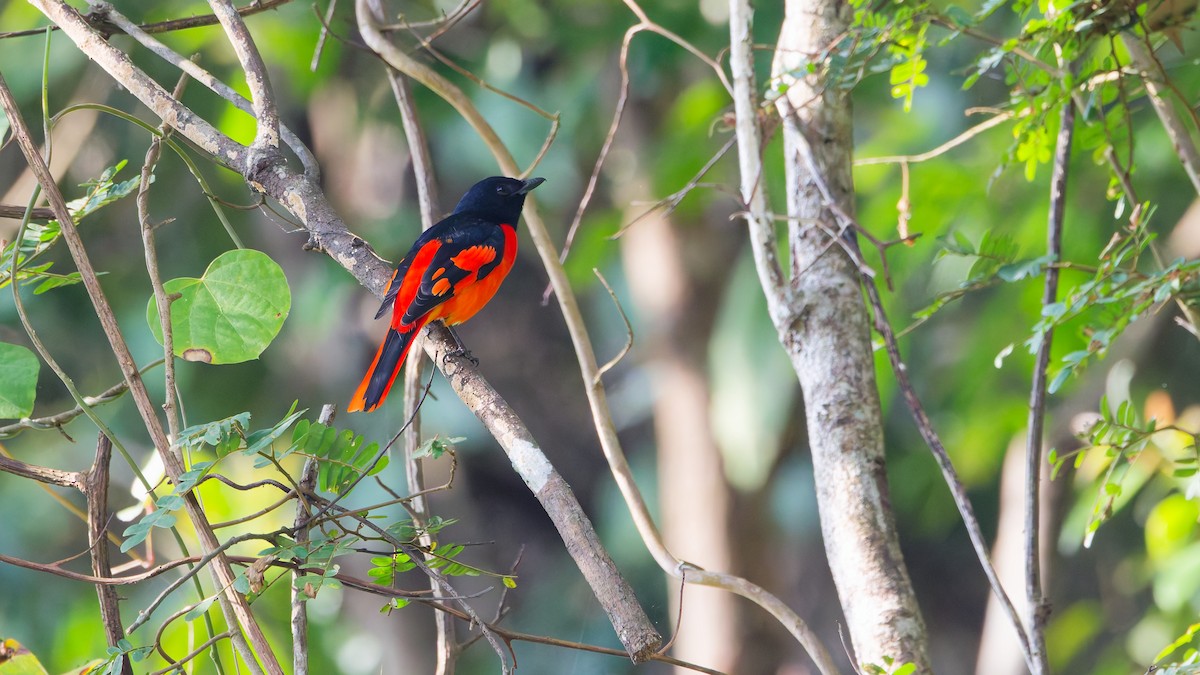 赤紅山椒鳥 - ML631501909