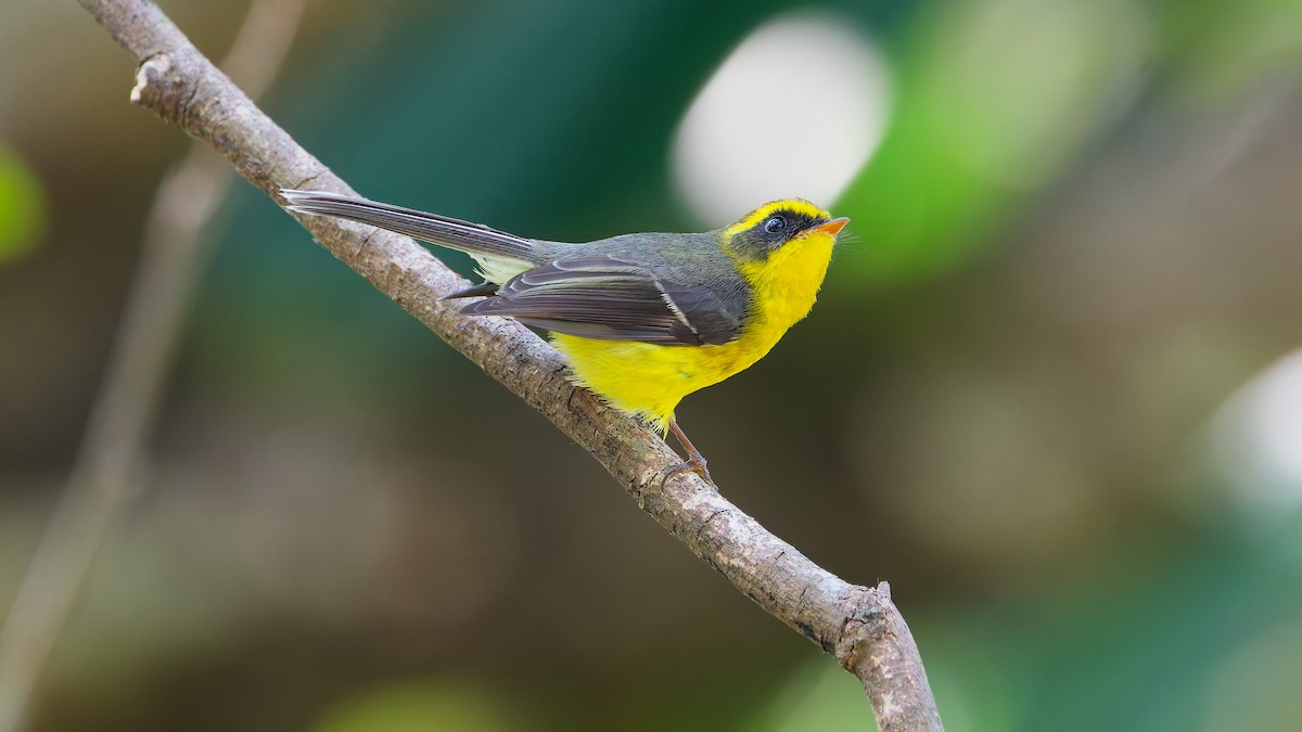Yellow-bellied Fairy-Fantail - ML631501913