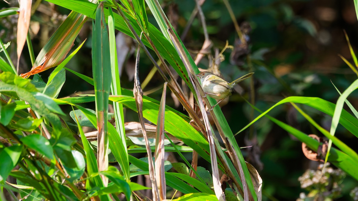 長尾縫葉鶯 - ML631501915