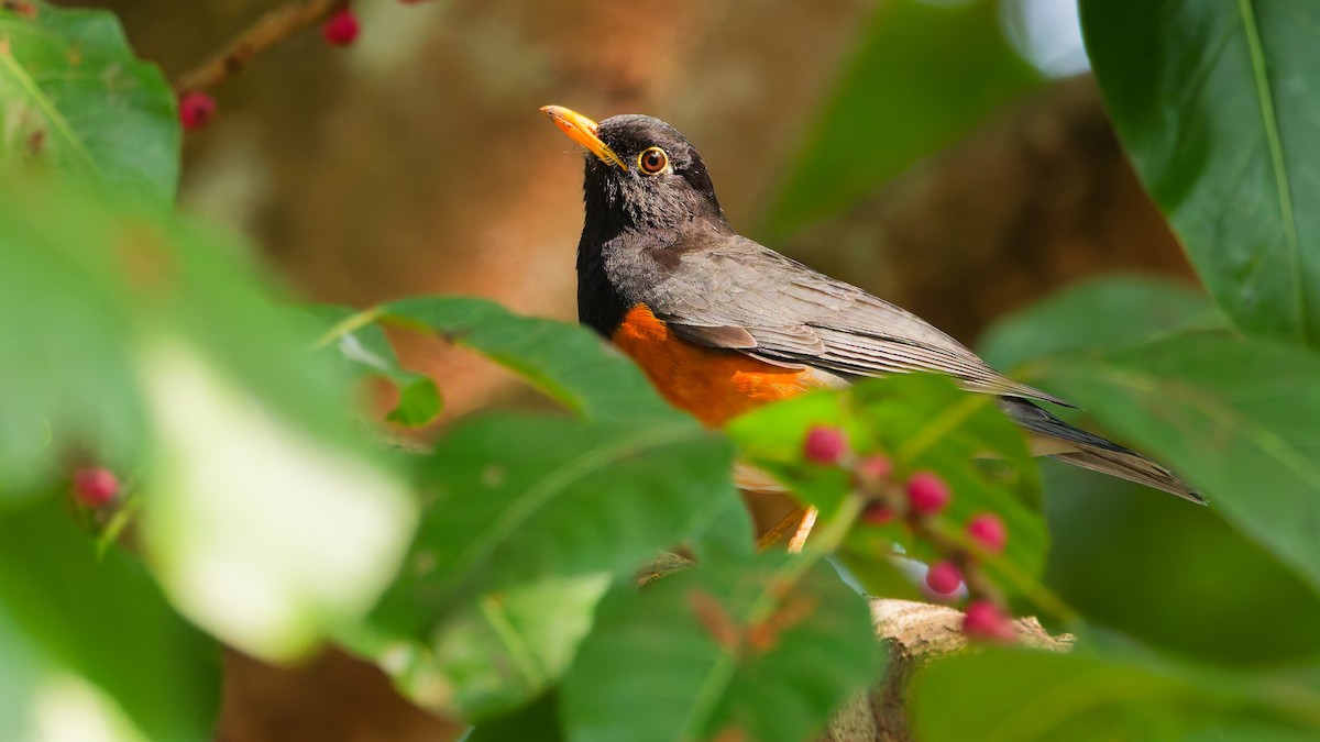 Black-breasted Thrush - ML631501923