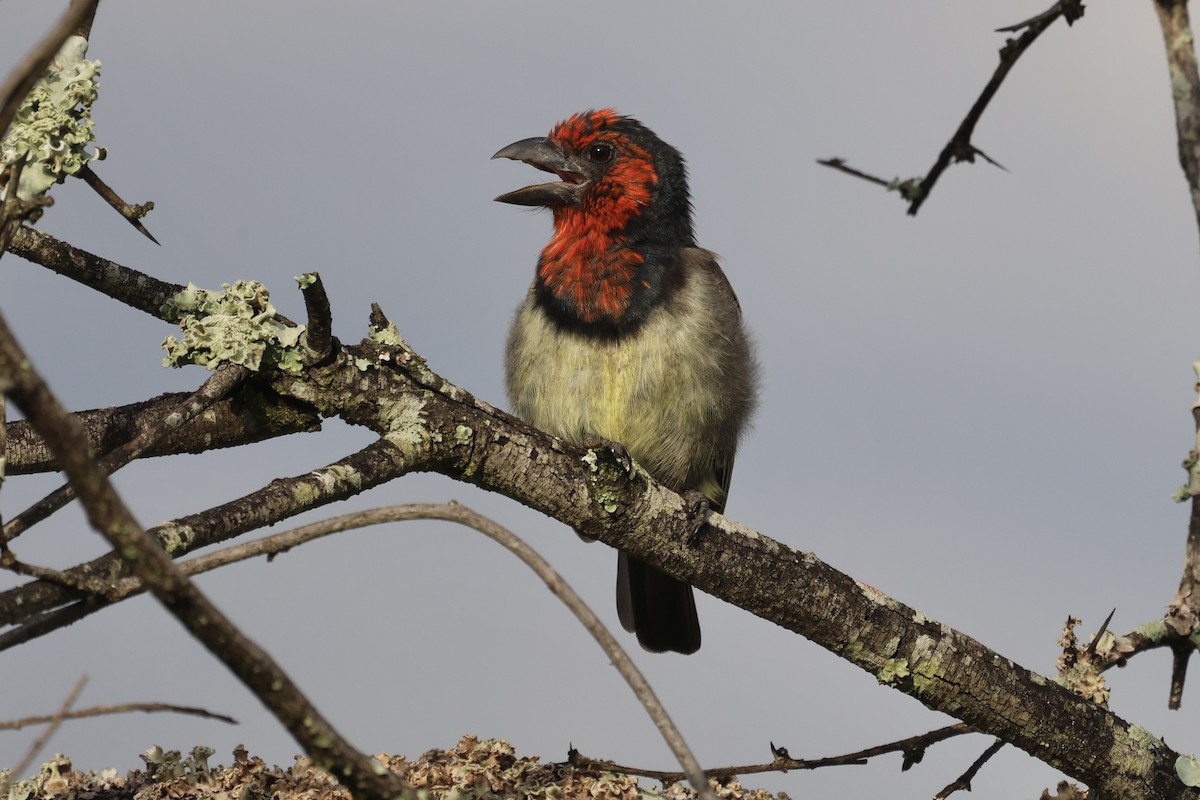 Black-collared Barbet - ML631501961