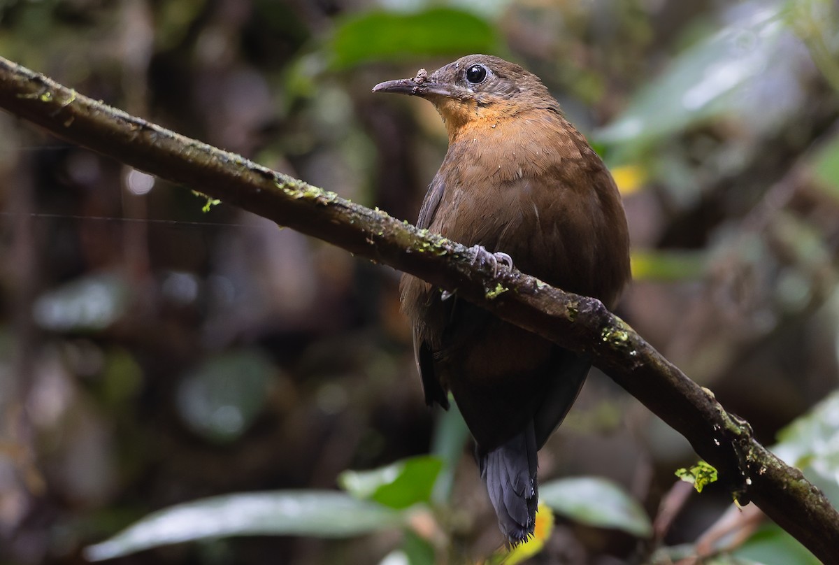 South American Leaftosser (Andean) - ML631502052