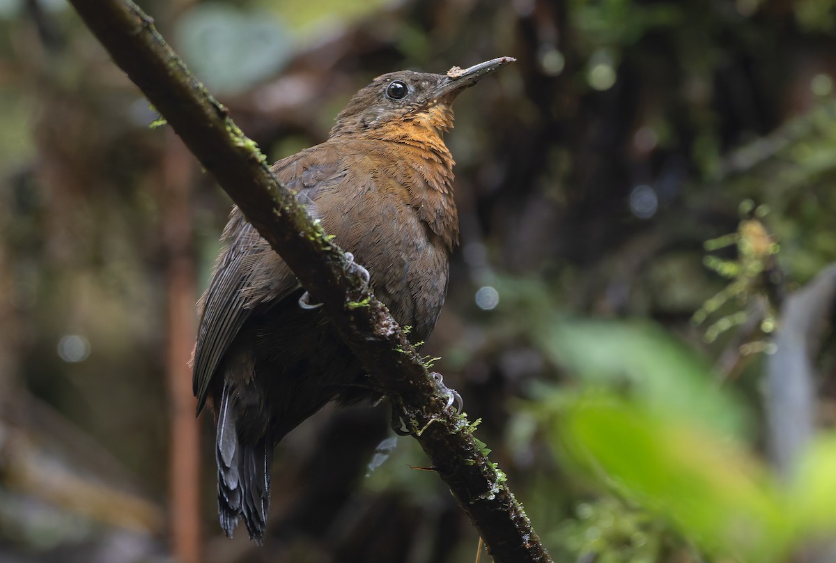 South American Leaftosser (Andean) - ML631502055
