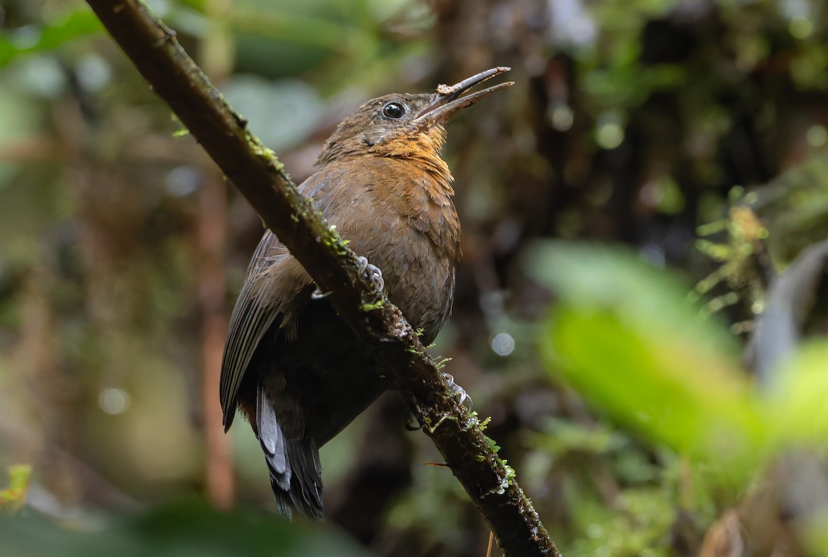 South American Leaftosser (Andean) - ML631502057