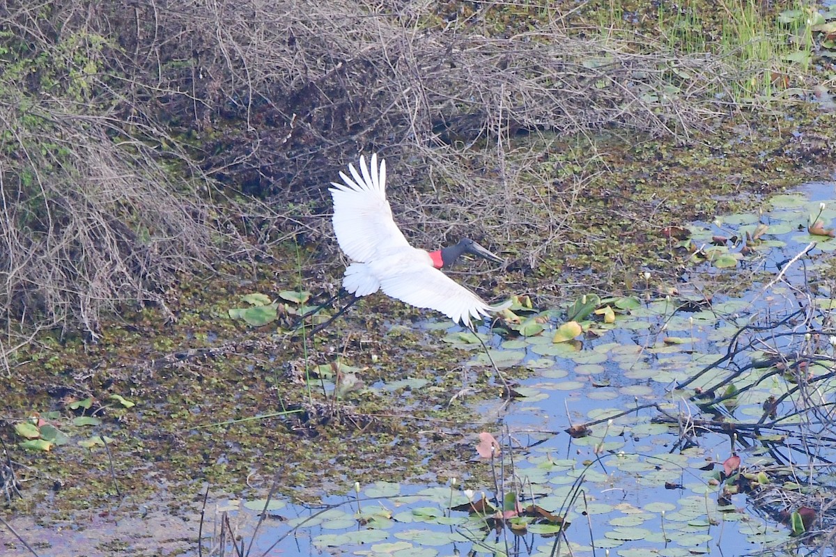 Jabiru - ML631502151