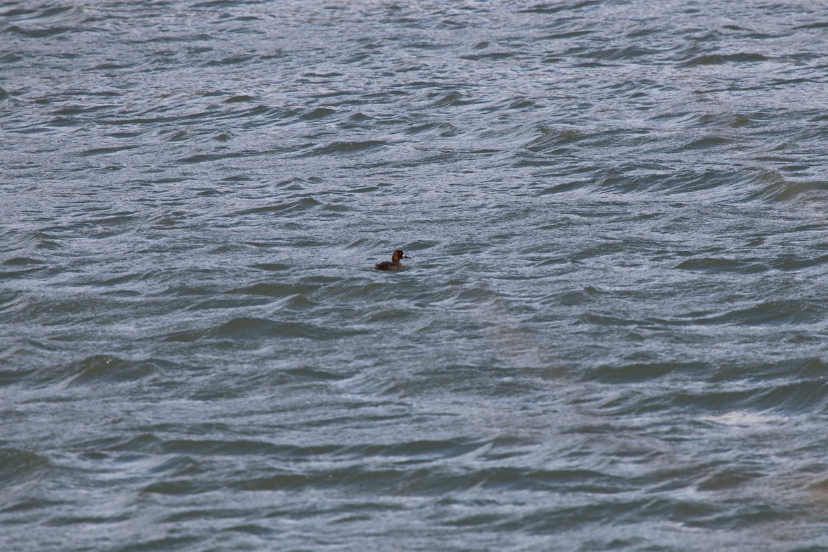 Kanadabergente - ML631502304