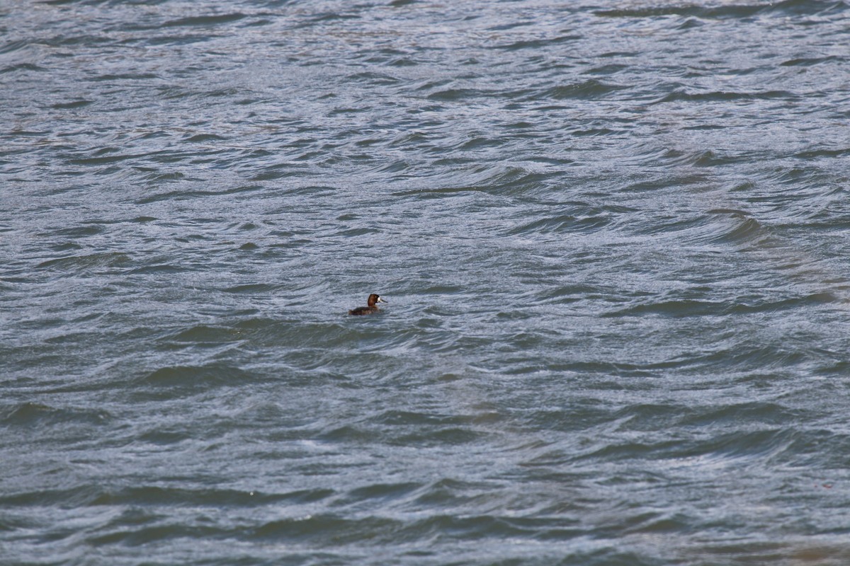 Kanadabergente - ML631502310