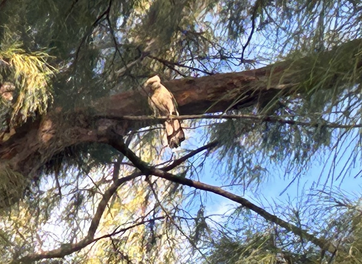 キバラカラカラ - ML631502314