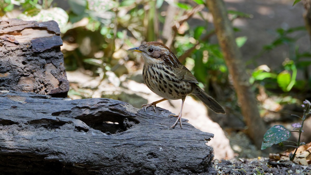 Puff-throated Babbler - ML631502335