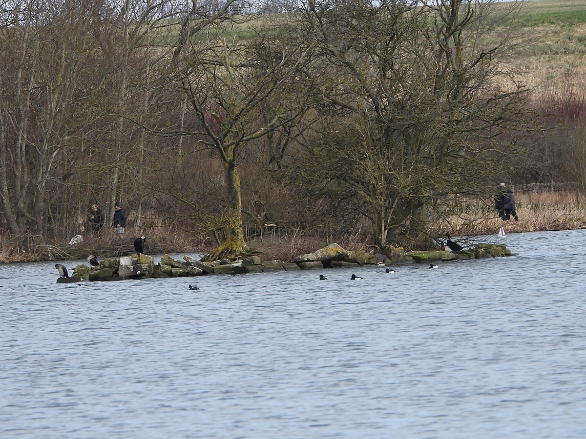 Cormorano - ML631502418