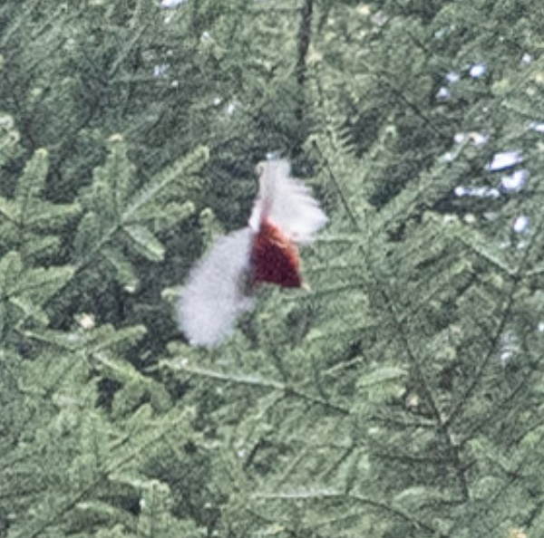 Red Warbler - ML631502450