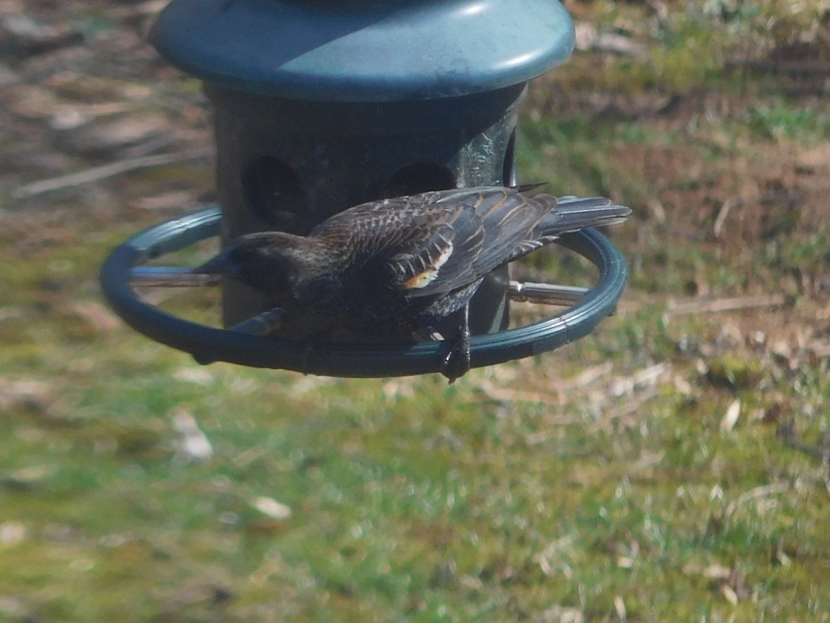 Red-winged Blackbird - ML631502590