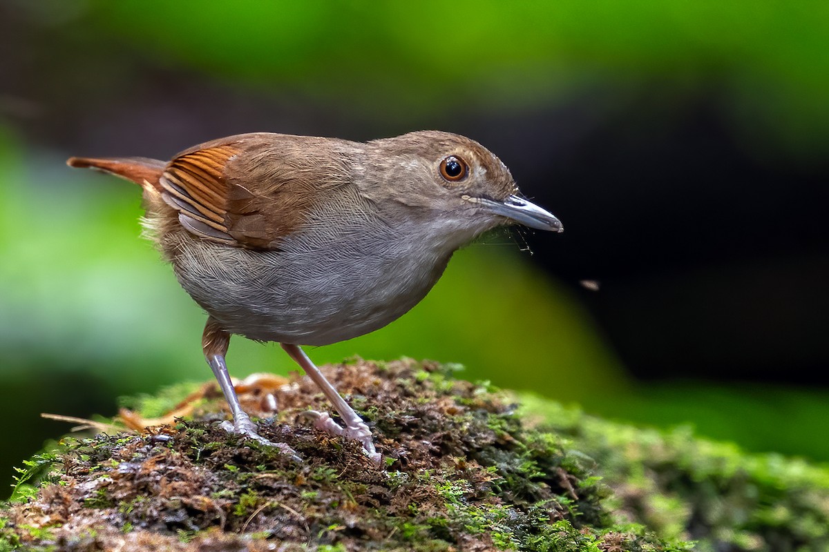 Sulawesi Babbler - ML631502625