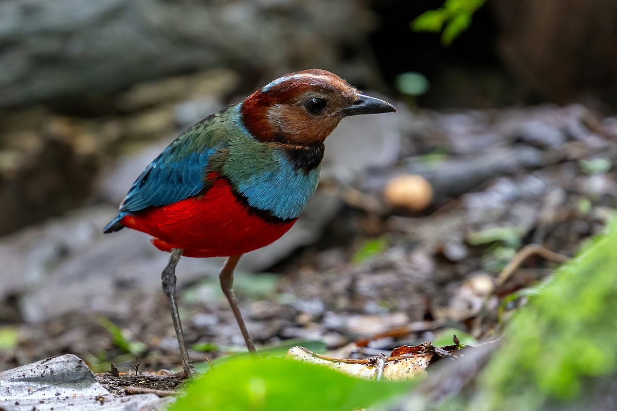 Sulawesi Pitta (Sulawesi) - ML631502643